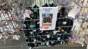 black puffy bear price