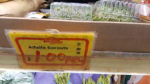 alfalfa-sprouts
