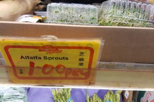 alfalfa-sprouts