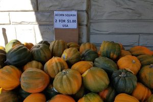 acorn-squash